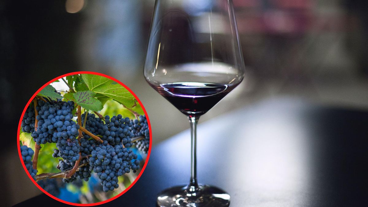 Wino zawiera cenne dla diabetyka związki fenolowe