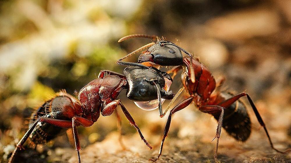 Owady obudziły się do życia. Zamiast je odganiać, złap za aparat 1