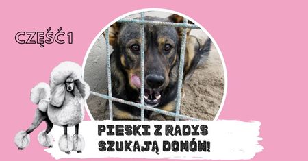 Pudelek SZUKA DOMÓW dla psiaków ze schroniska w Radysach (ZDJĘCIA)