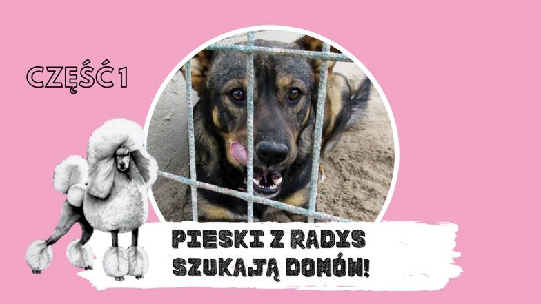 Pudelek szuka domu dla psiaków ze schroniska w Radysach