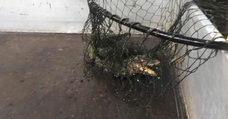 Aligator pływał w Odrze we Wrocławiu. Mieszkańcy byli przerażeni