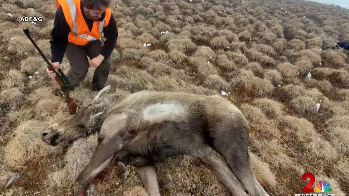 Tego nikt się nie spodziewał. To pierwszy łoś w takim stanie w historii całej Alaski