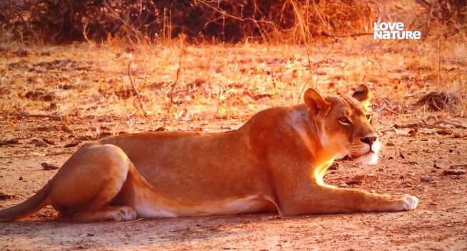 Kanał przyrodniczy 4K po polsku poszerzył zasięg