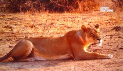 Kanał przyrodniczy 4K po polsku poszerzył zasięg