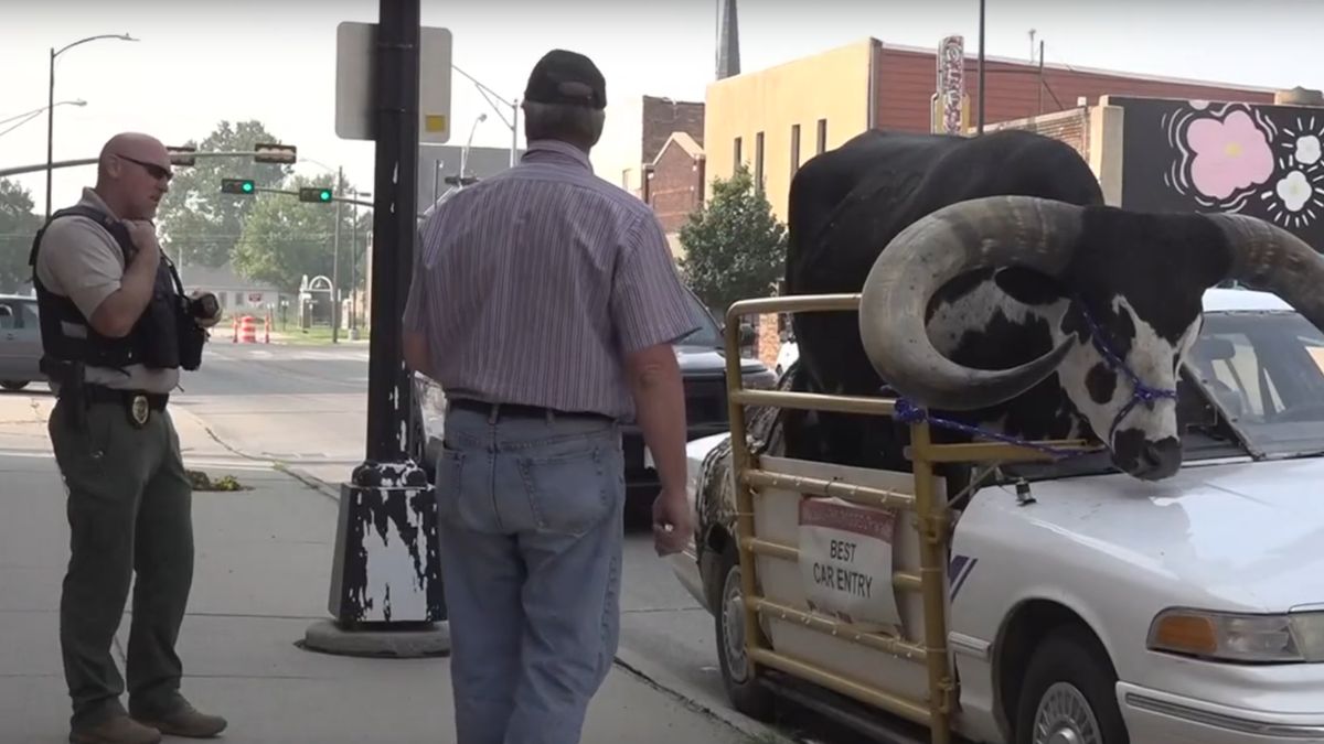 Ponad 700-kilogramowy byk w aucie osobowym to niecodzienny widok