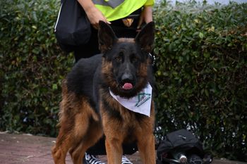 Wielki Spacer Socjalizacyjny z Dog School nad zalewem na Borkach w Radomiu
