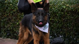 Wielki Spacer Socjalizacyjny z Dog School nad zalewem na Borkach w Radomiu