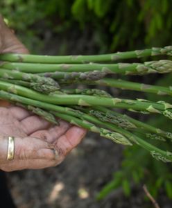 Niemcy dają 50 zł/h, ale chętnych brakuje. Polak tłumaczy dlaczego