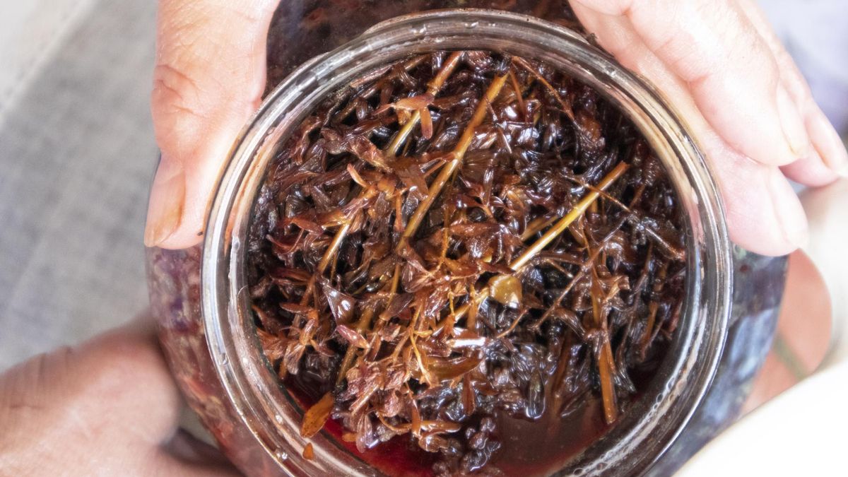 Jedno z najzdrowszych ziół rośnie w Polsce. Ma potencjał przeciwnowotworowy