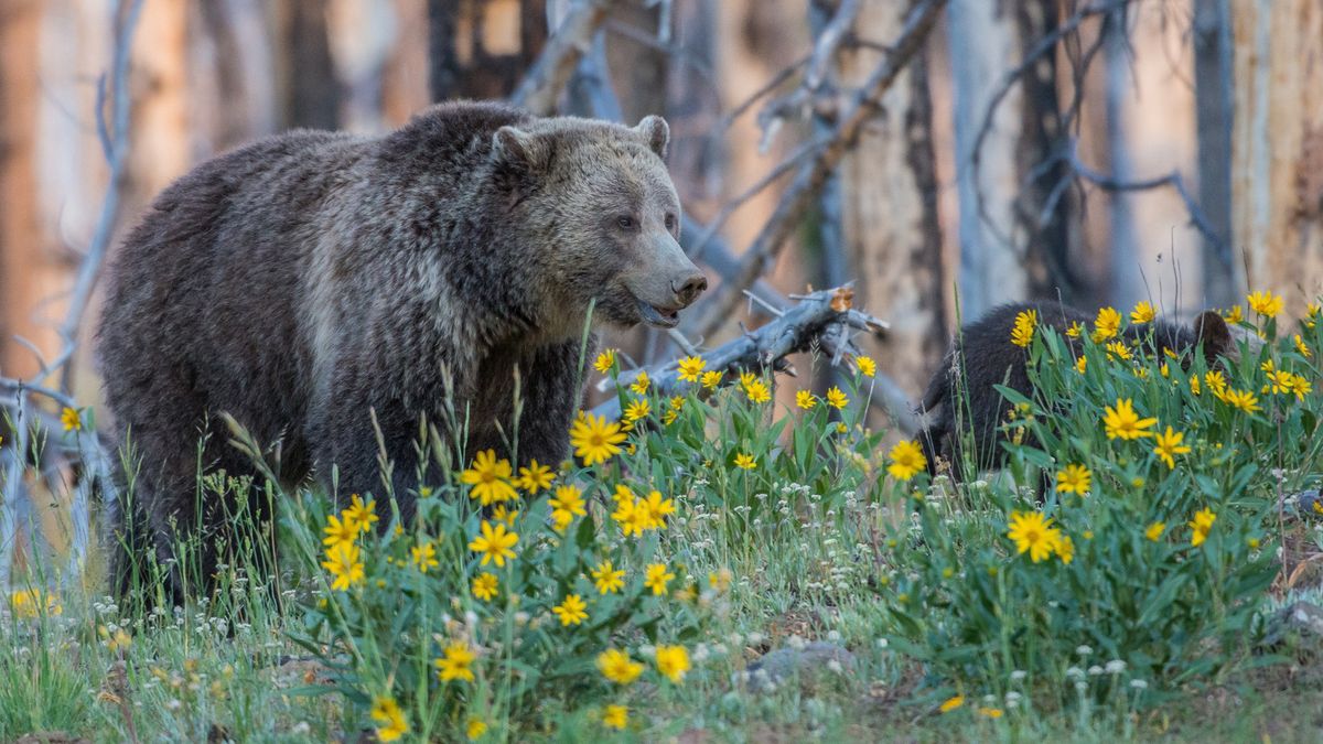 Zdrowy niedźwiedź zastrzelony. Winni są ludzie