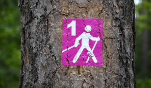 Katowice. Chodź z kijami! Będą treningi i darmowe wypożyczenie sprzętu do nordic walking