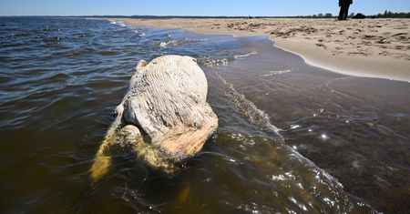 Już wiadomo. Wieloryb znaleziony na polskiej plaży zostanie zutylizowany