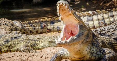 Krokodyl nilowy. Jedno z najgroźniejszych stworzeń na Ziemi