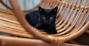 Sen o kocie. To ważne, czy jest czarny czy rudy