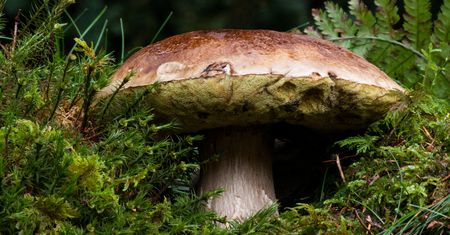 Grzyby rosną szybciej w hałasie? Naukowcy przeprowadzili badania