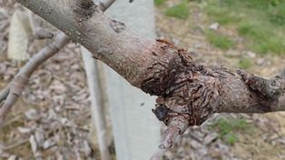 Jesienią walka z rakiem drzew owocowych w sadach jest konieczna
