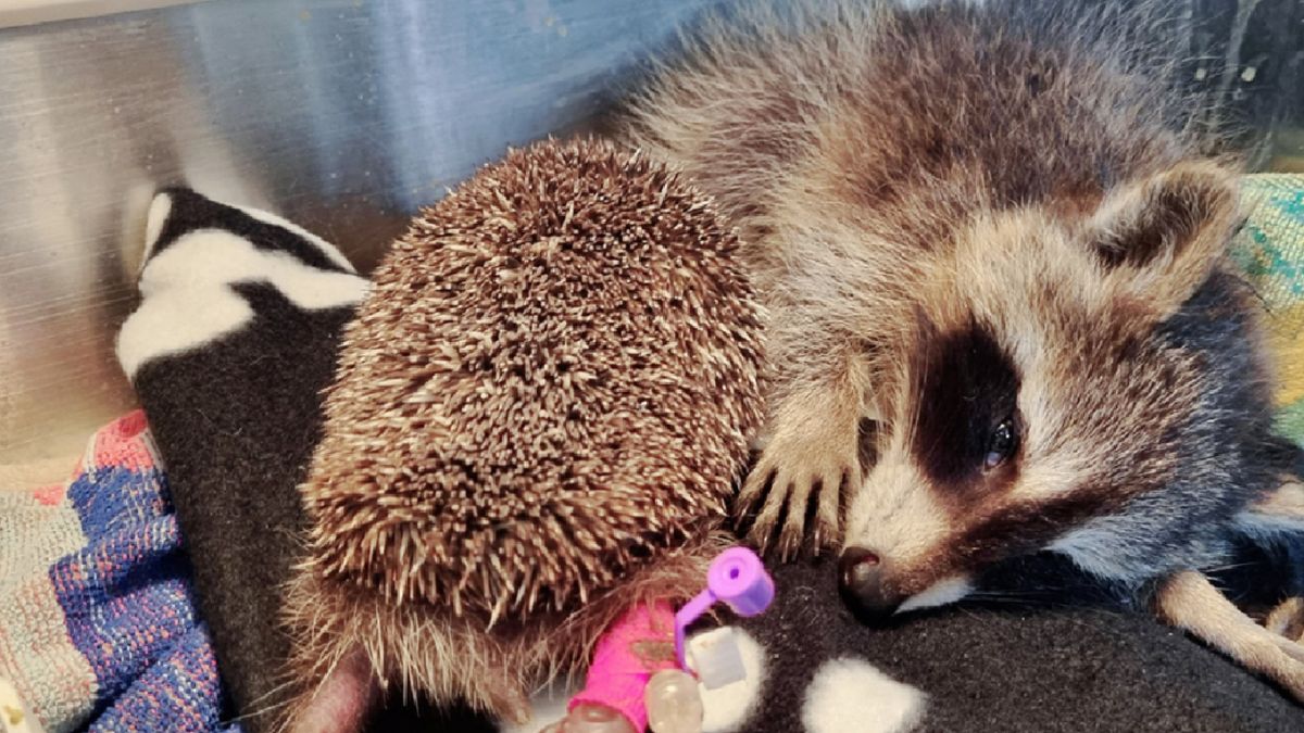 Zwierzaki wspierają się w trudnych chwilach