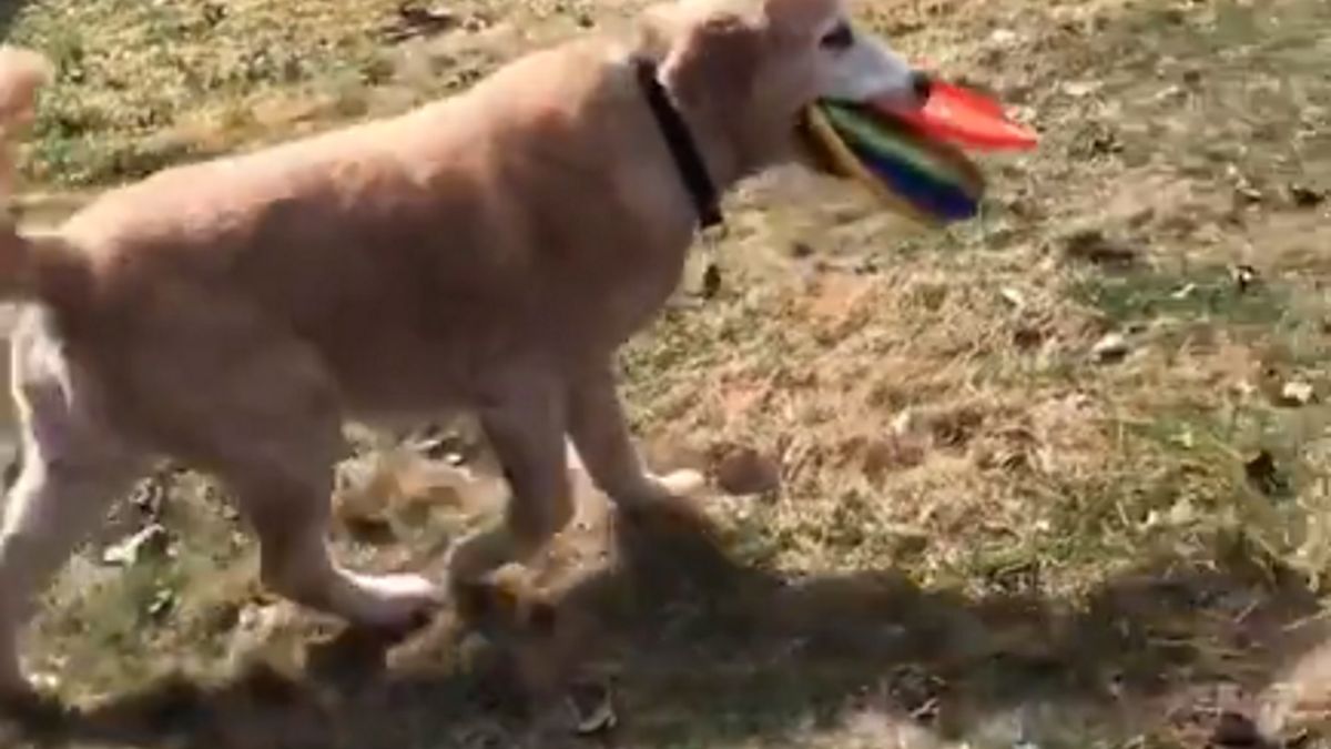 Pies zdobył serca internautów