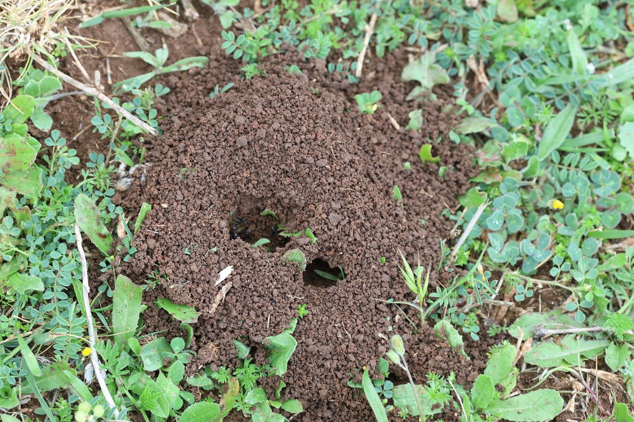 Natürliche Wege gegen Ameisenplage im Garten entdecken