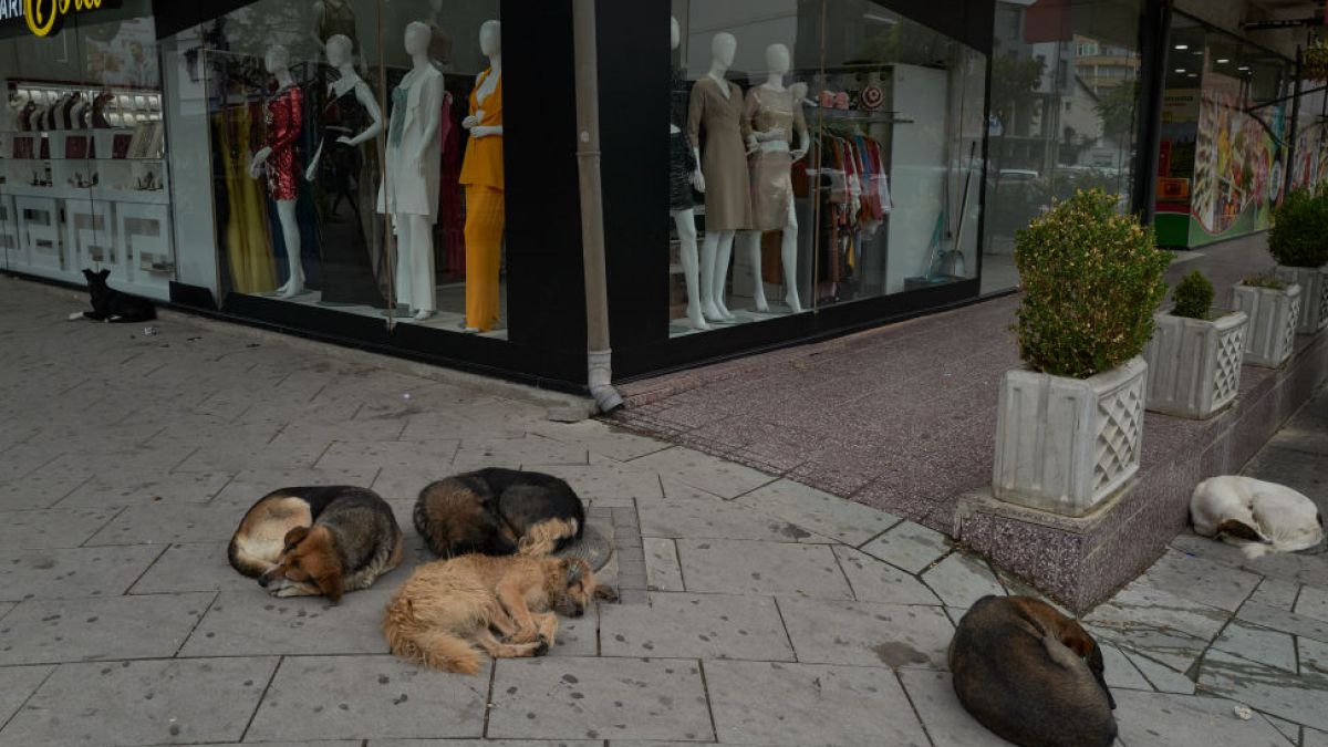 Służby miały testować broń soniczną na psach