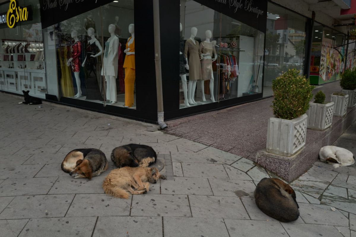 Testowali broń soniczną na psach. Szokujące doniesienia z Serbii