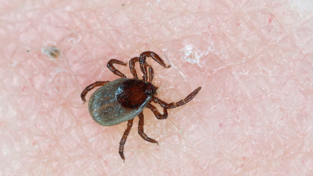 Czystek odstrasza kleszcze