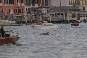 Nie chce opuścić Wenecji. Mimmo pod stałą obserwacją