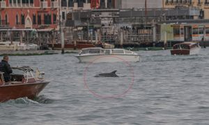 Nie chce opuścić Wenecji. Mimmo pod stałą obserwacją