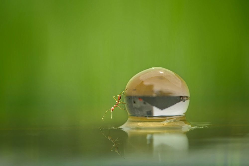 Świat makro przyciąga fotografa, ponieważ ten odczuwa naturalną potrzebę obserwowania, poznania i zrozumienia zasad jego działania. Jakaś tajemnicza siła ciągnie go ku temu wszystkiemu. Tri chce pokazać wspaniałość tego niecodziennego środowiska, szukając przy tym dozy humoru.