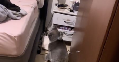 Koala sam wszedł do domu. Czekał w sypialni