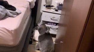 Koala sam wszedł do domu. Czekał w sypialni