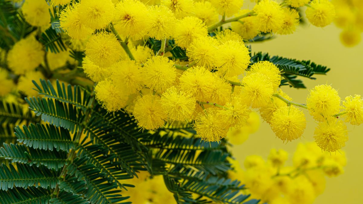 Mimoza - w Polsce mało znana, we Włoszech jest popularnym kwiate