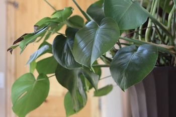 To najbardziej trujące rośliny dla kotów. Na co uważać w domu i ogrodzie?