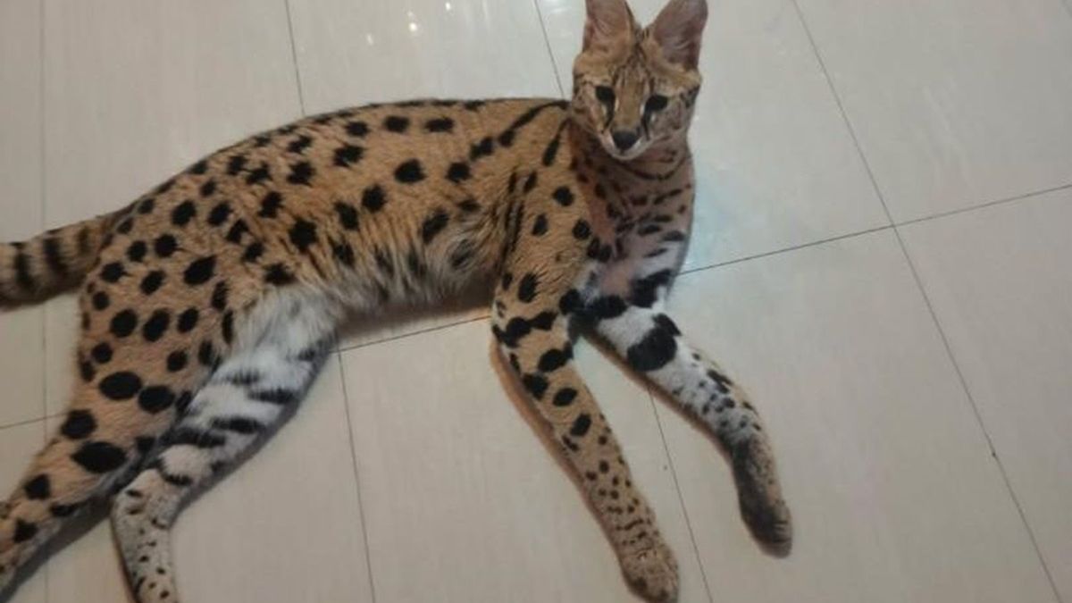 Serwal uciekł z posesji w woj. świętokrzyskim.