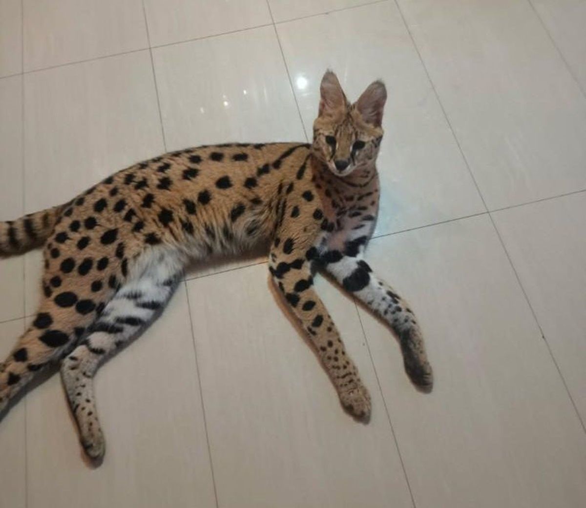 Uciekł kolejny serwal. Policja ostrzega przed drapieżnikiem