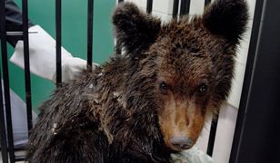 Leśnicy z Bieszczad uratowali małego niedźwiedzia. Jego stan jest poważny