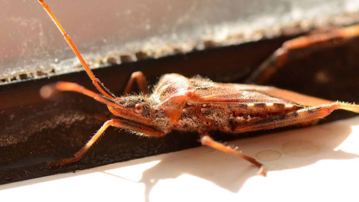 Wtyk amerykański jesienią wciska się do naszych domów