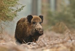 W Jaworznie będą strzelać do dzików