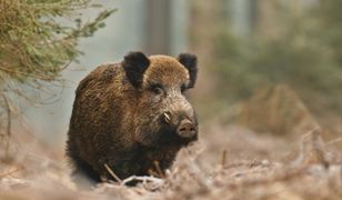 W Jaworznie będą strzelać do dzików