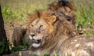 10 lwów martwych w Tanzanii. Władze podejrzewają przyczynę