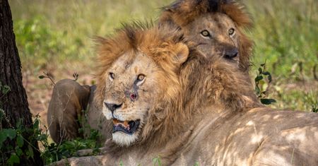 10 lwów martwych w Tanzanii. Władze podejrzewają przyczynę