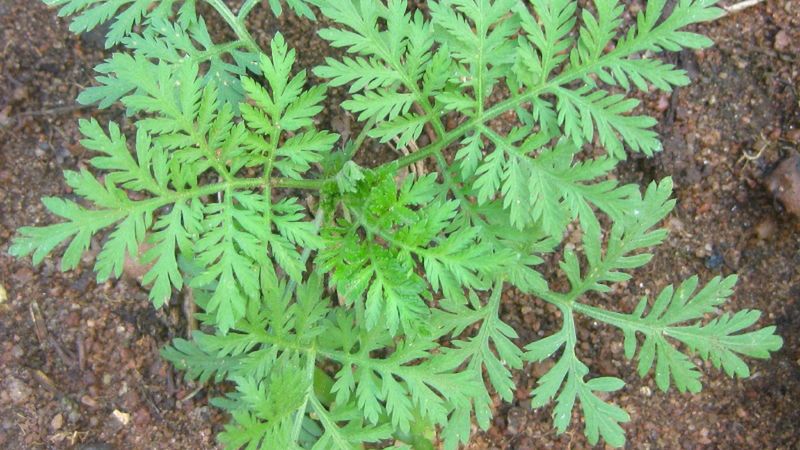 Ta roślina działa na koronawirusa. Występuje w Polsce