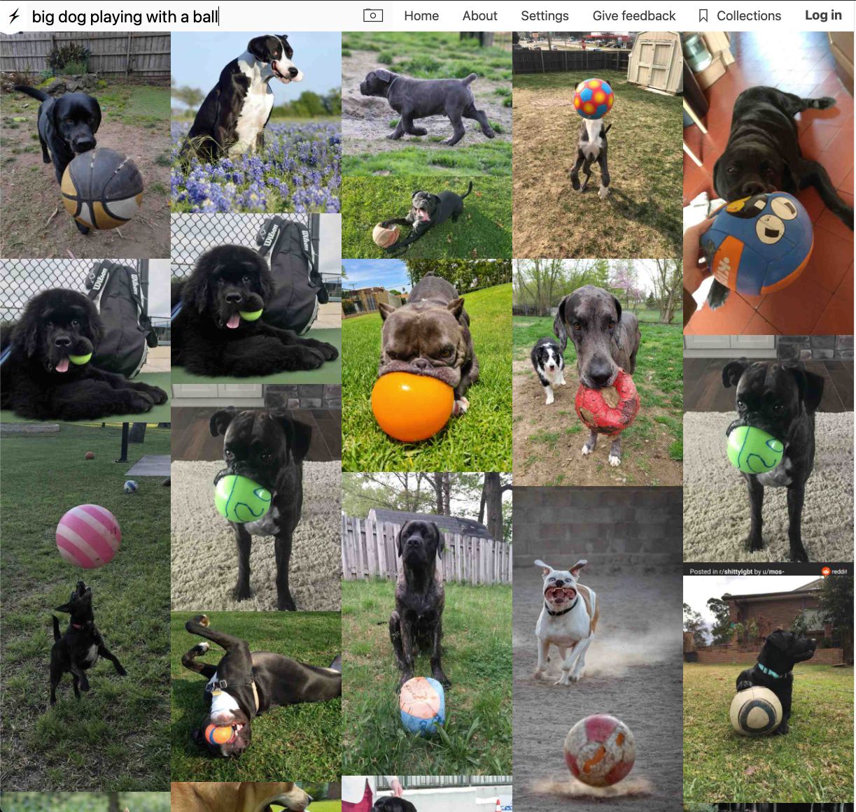Rezultaty wyszukiwania dla frazy: "duży pies bawiący się piłką".
