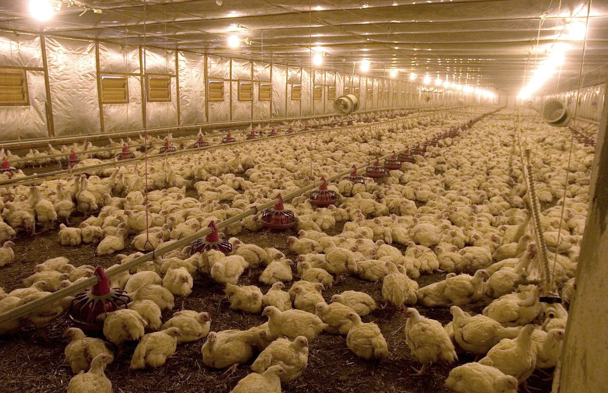 Skażone jajka z Holandii, Belgii i Francji. Miliony sztuk mogły trafić na stoły