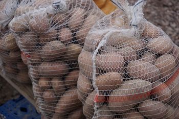 Import dobija polskie ziemniaki. Plantatorzy żądają podjęcia działań