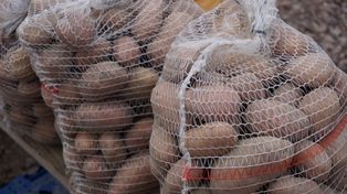 Import dobija polskie ziemniaki. Plantatorzy żądają podjęcia działań