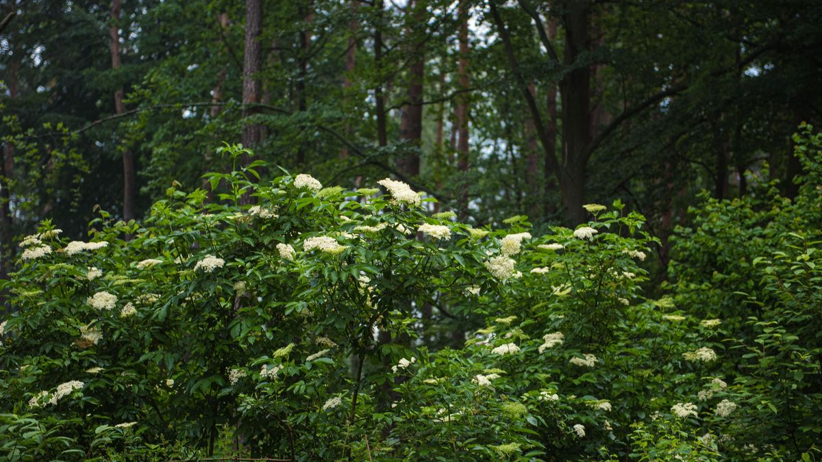 Leśnicy: ''w przyrodzie zaczyna się wczesne lato''