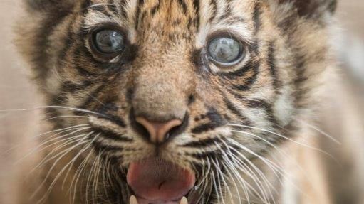 Wrocław. Jedno z tysiąca. Jakie imię wybrać dla malutkiej tygryski z zoo