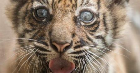 Wrocław. Jedno z tysiąca. Jakie imię wybrać dla malutkiej tygryski z zoo