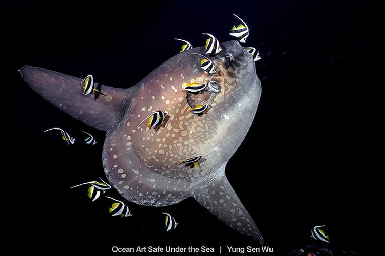 Najlepsze zdjęcia oceaniczne w konkursie Safe Under the Sea 9